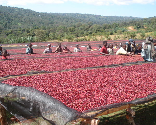Alternative view of Ethiopia Ardi Natural