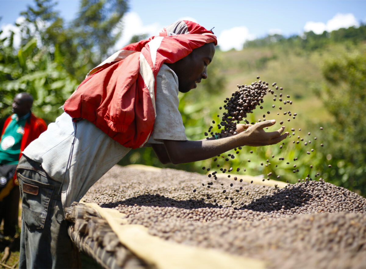 Burundi Hafi Natural - Image 3